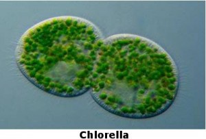 chlorella algae