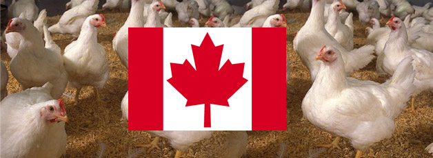 Actualizar 101+ imagen granjas de pollos en canada