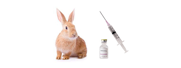 Comparativa de de la Enfermedad Vírica del conejo - Agrinews