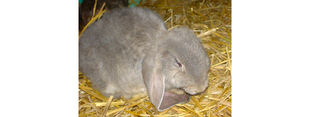 Image result for Enterocolitis Epizootica del Conejo