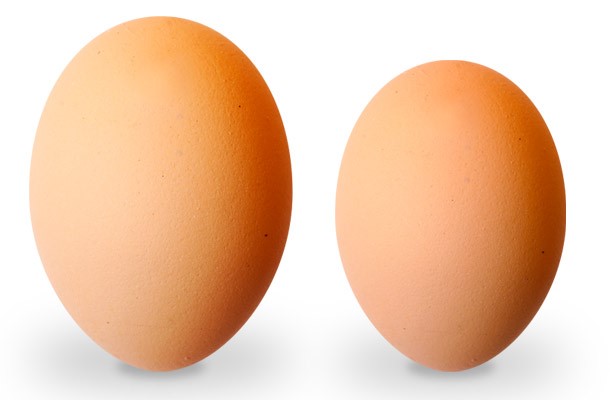 Viento Enderezar Transitorio Es necesario un planteamiento para la incubación de los huevos grandes? -  Agrinews