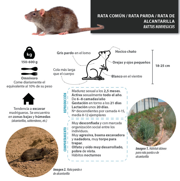 Control de roedores en granjas de conejos - Agrinews