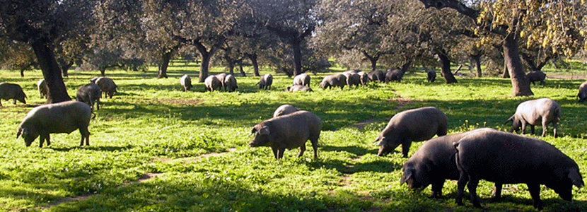 cerdo ibérico